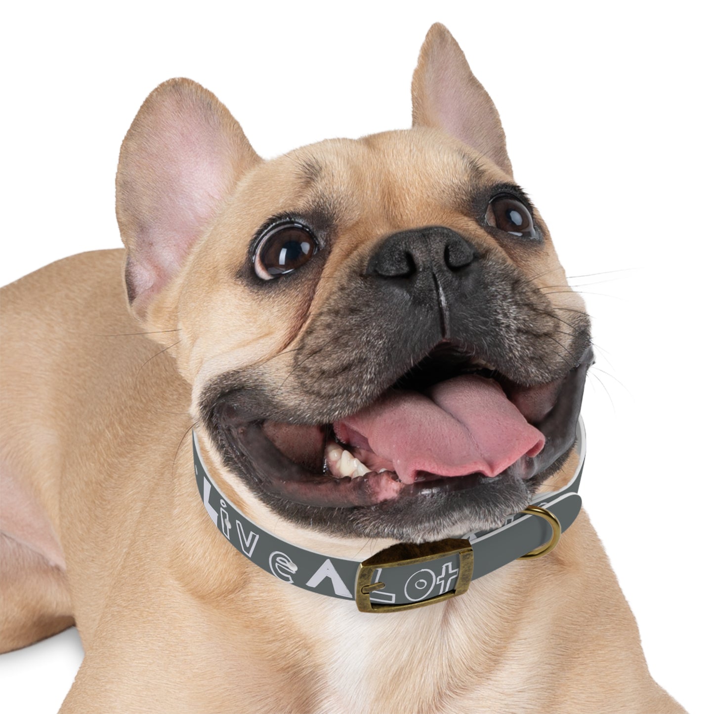 LIVE A LOT - Dog Collar – Built for Pets Who Play Big