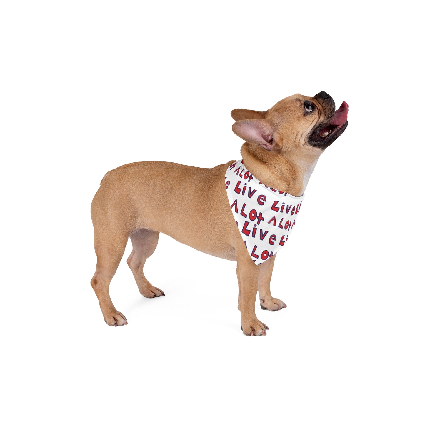 LIVE A LOT - Dog Bandana – A Little Accessory with Big Personality