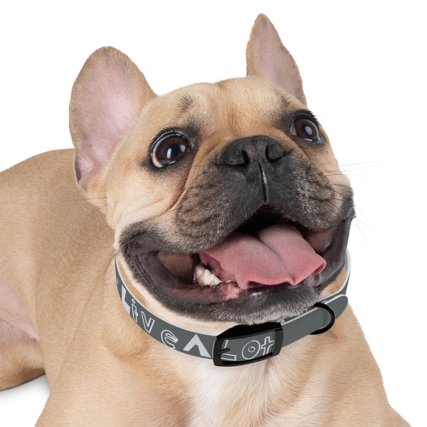 LIVE A LOT - Dog Collar – Built for Pets Who Play Big