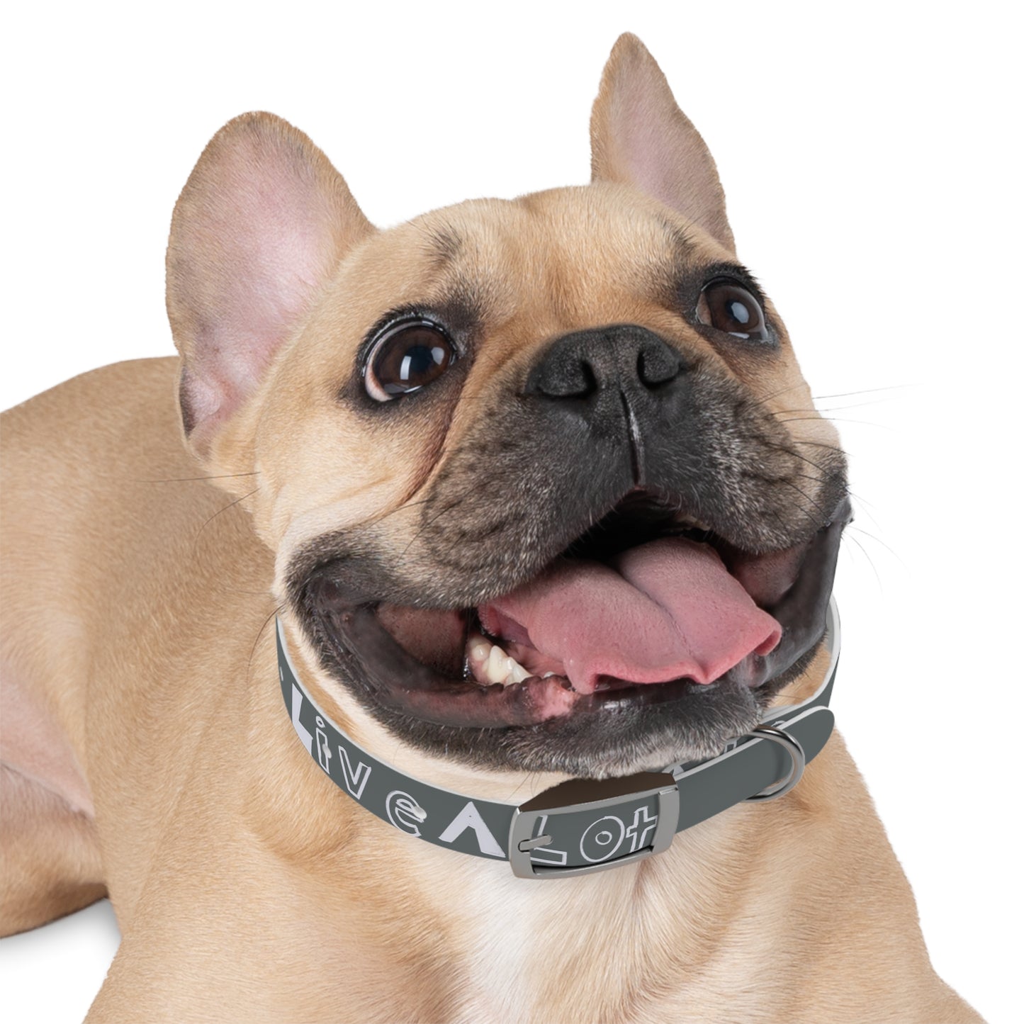 LIVE A LOT - Dog Collar – Built for Pets Who Play Big